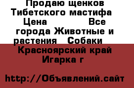 Продаю щенков Тибетского мастифа › Цена ­ 45 000 - Все города Животные и растения » Собаки   . Красноярский край,Игарка г.